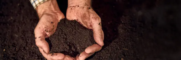 Hands holding a pile of dirt.