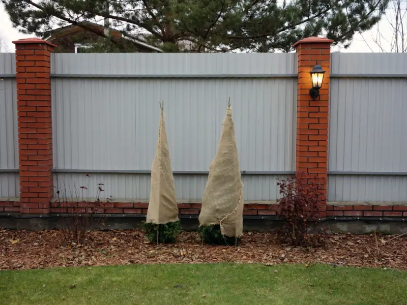 Shrubs wrapped in burlap for winter landscaping.