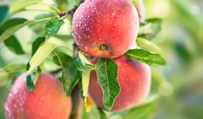 apples fruit growing on a tree
